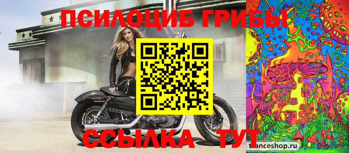 Псилоцибиновые грибы Psilocybine cubensis Советск